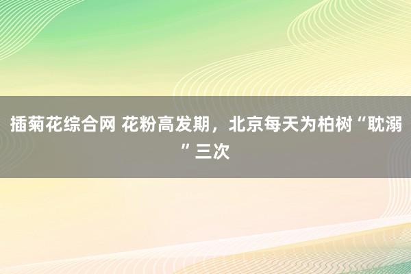 插菊花综合网 花粉高发期，北京每天为柏树“耽溺”三次
